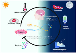 The Role of Circadian Rhythms in Learning and Memory in Aging Populations