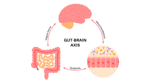 Gut-Brain Axis: Investigating the Effects of Gut Health on Cognitive Functioning in Adults